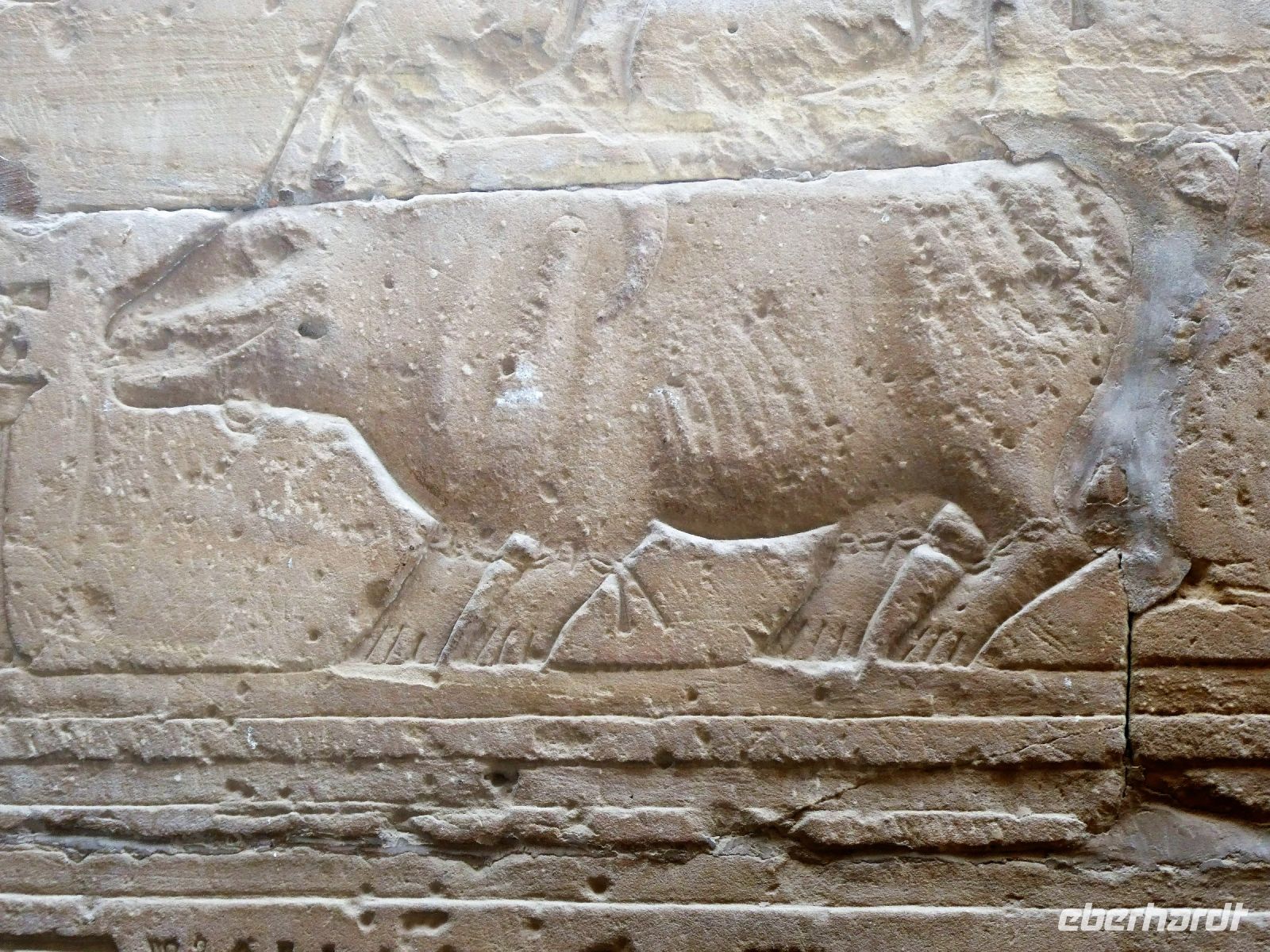gefangenes Nilpferd &ndash; &copy; Gina Egenolf (Eberhardt TRAVEL)
