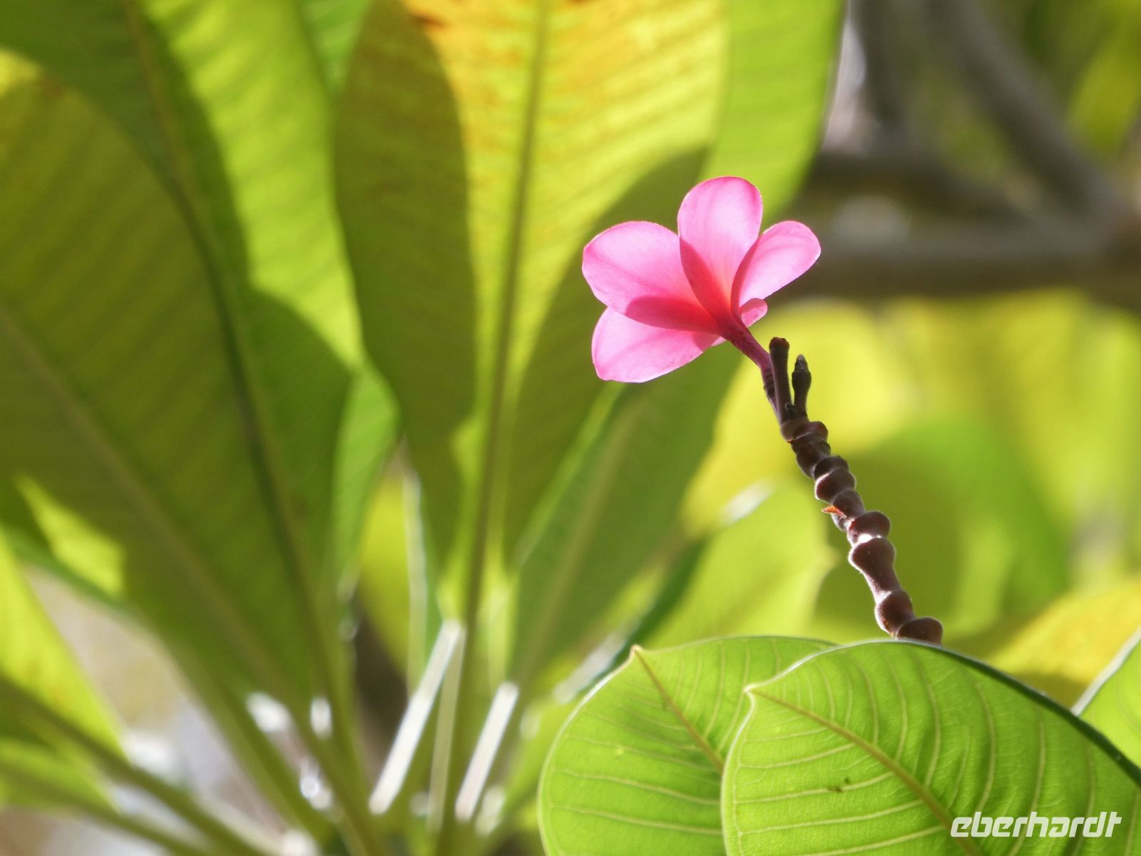 Frangipani &ndash; &copy; Gina Egenolf (Eberhardt TRAVEL)