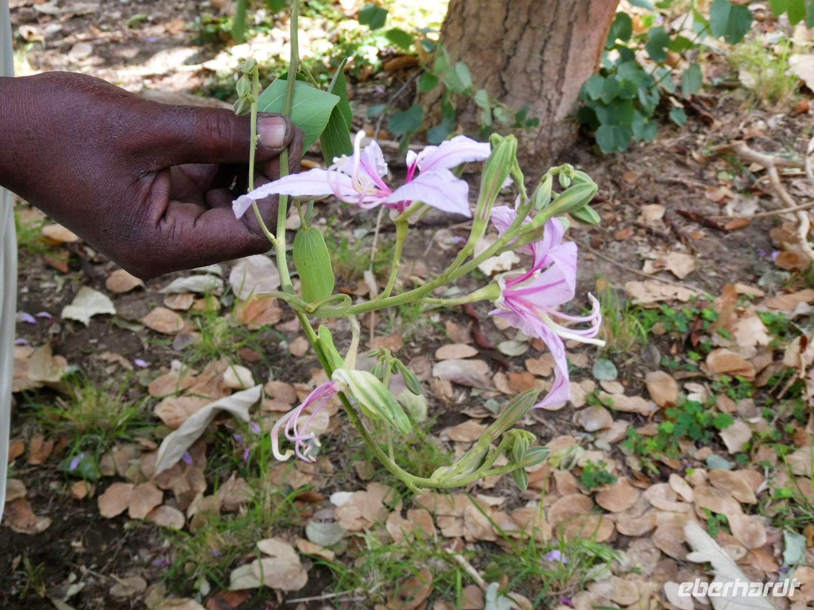 Orchideenbaum &ndash; &copy; Gina Egenolf (Eberhardt TRAVEL)