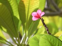 Frangipani &ndash; &copy; Gina Egenolf (Eberhardt TRAVEL)