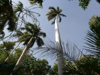 Königspalmen &ndash; &copy; Gina Egenolf (Eberhardt TRAVEL)