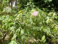 seltene Blüte &ndash; &copy; Gina Egenolf (Eberhardt TRAVEL)