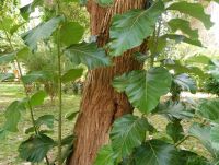 Teakholz &ndash; &copy; Gina Egenolf (Eberhardt TRAVEL)