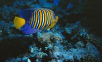 Pfauenaugen-Kaiserfisch beim Schnorchelgang beobachtet &ndash; &copy; Simone Willner (Eberhardt TRAVEL)