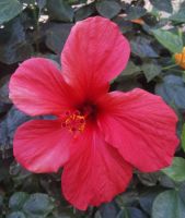 Der Hibiskus blüht, Hurgharda &ndash; &copy; Simone Willner (Eberhardt TRAVEL)