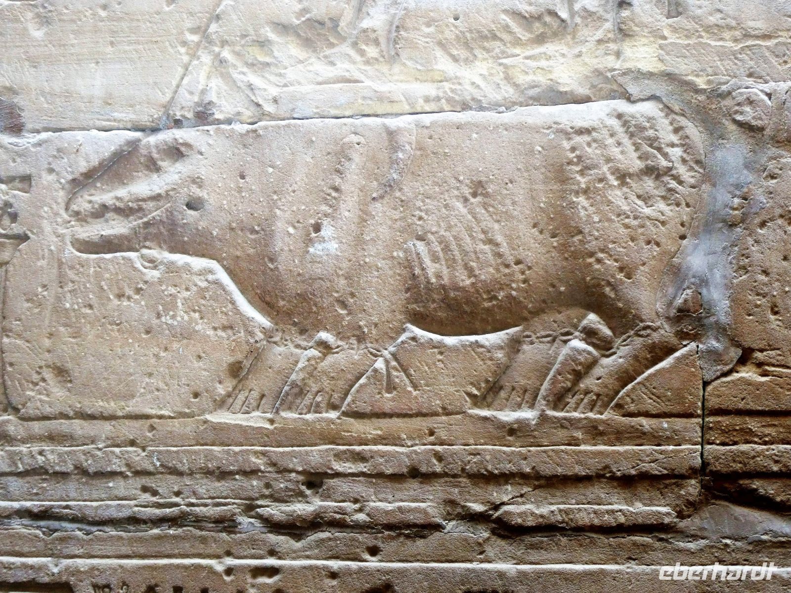 gefangenes Nilpferd &ndash; &copy; Gina Egenolf (Eberhardt TRAVEL)