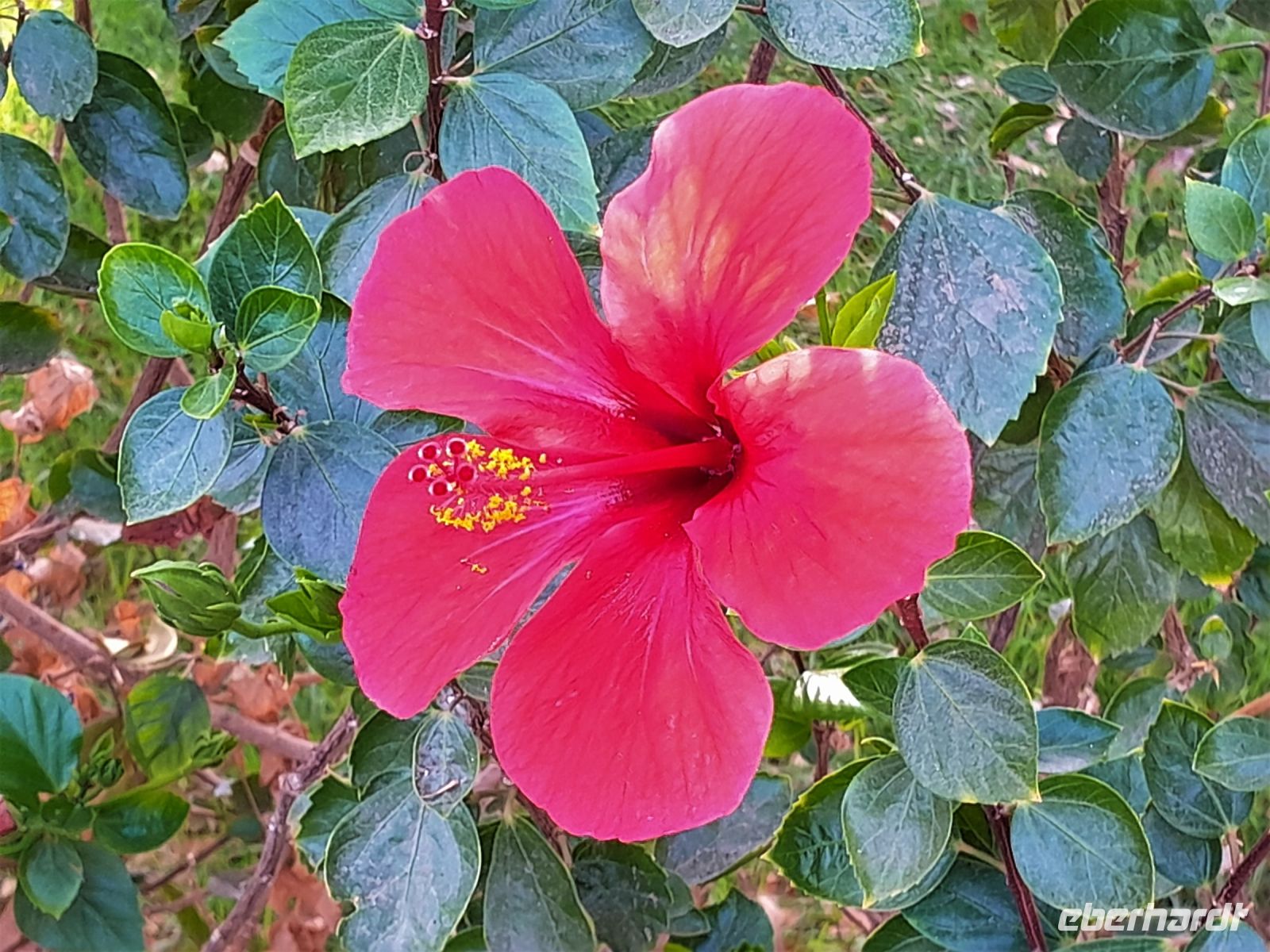 Hibiscus &ndash; &copy; Gina Egenolf (Eberhardt TRAVEL)