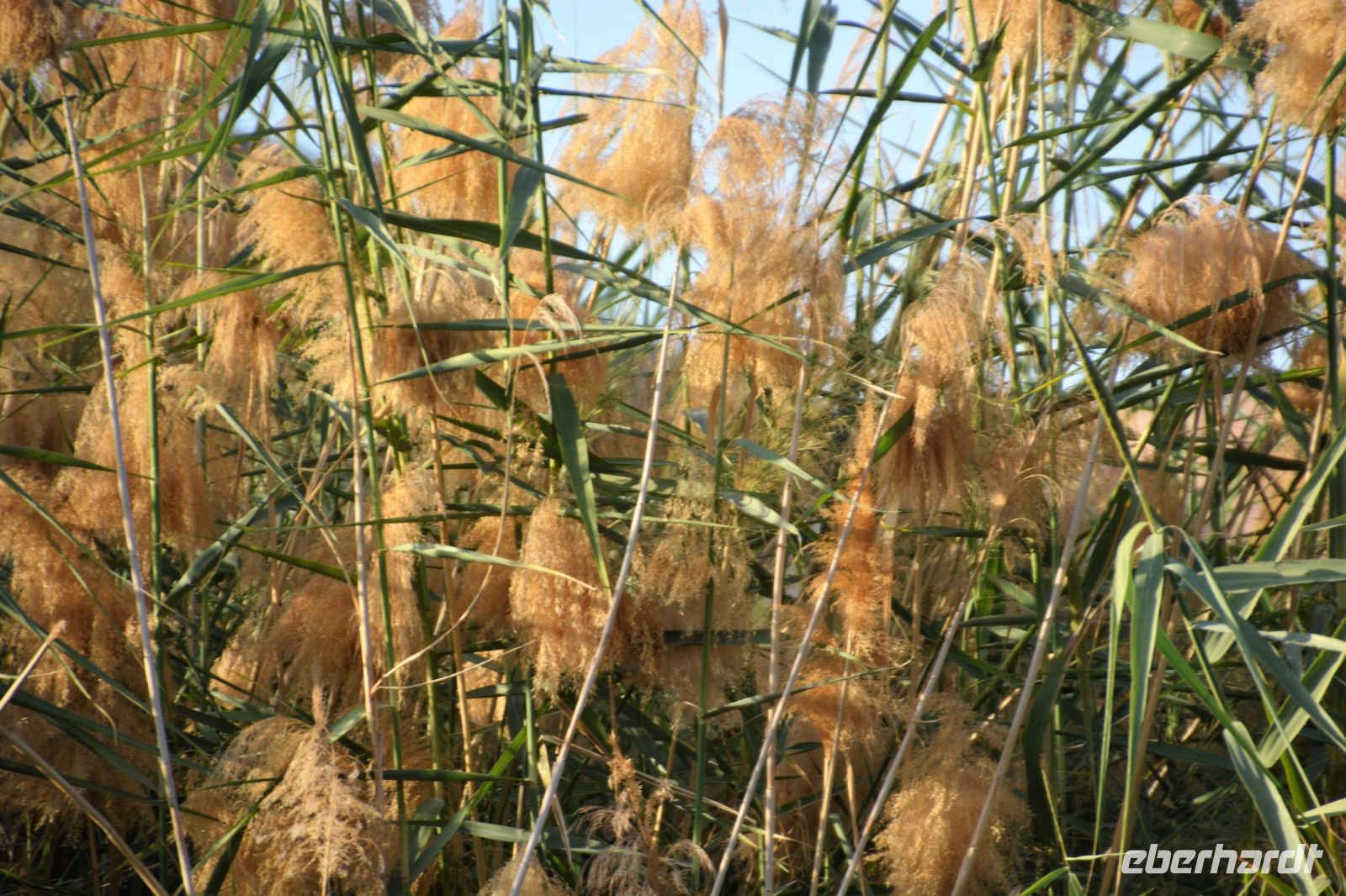 Papyrus &ndash; &copy; Gina Egenolf (Eberhardt TRAVEL)