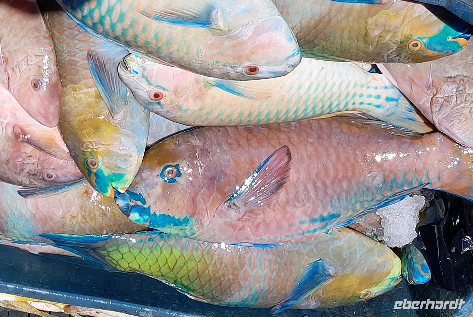 bunte Fische &ndash; &copy; Gina Egenolf (Eberhardt TRAVEL)