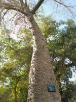 exotische Bäume &ndash; &copy; Gina Egenolf (Eberhardt TRAVEL)
