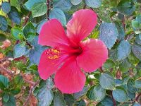 Hibiscus &ndash; &copy; Gina Egenolf (Eberhardt TRAVEL)