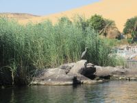 Ein Fischreiher  &ndash; &copy; Marieta Beck (Eberhardt TRAVEL)