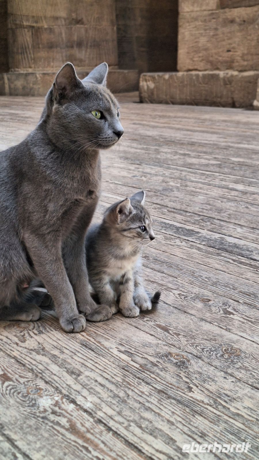 Tempelkatzen &ndash; &copy; Sinah Witzig (Eberhardt TRAVEL)