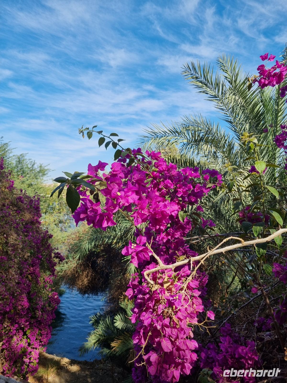 Botanischer Garten von Assuan (Bougainville) &ndash; &copy; Katrin Deutschbein (Eberhardt TRAVEL)
