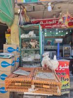 Hurghada (Alter Markt) &ndash; &copy; Katrin Deutschbein (Eberhardt TRAVEL)