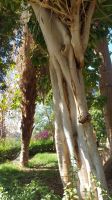 Botanischer Garten, Assuan, Kitchener Insel &ndash; &copy; Anette Rietz (Eberhardt TRAVEL)