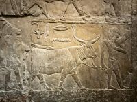 Ernteszene in der Mastaba von Sakkara &ndash; &copy; Simone Willner (Eberhardt TRAVEL)