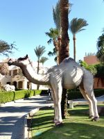 Ab und an auch mal ein Kamel &ndash; &copy; Simone Willner (Eberhardt TRAVEL)