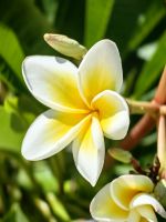 Frangipani &ndash; &copy; Simone Willner (Eberhardt TRAVEL)