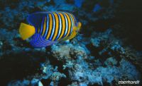 Königlicher Anglerfisch im Roten Meer &ndash; &copy; Simone Willner (Eberhardt TRAVEL)