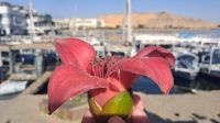 Blüte ähnlich wie Feigenbaum, Assuan &ndash; &copy; Anette Rietz (Eberhardt TRAVEL)