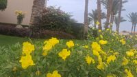Fußweg zum Strand Hotel Makadi