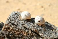 Wueste_Schnecken &ndash; &copy; Kristin Weigel (Eberhardt TRAVEL)
