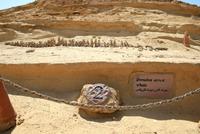 Waltal_Wadi_Hitan