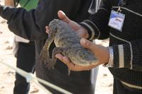 Kleines Nilkrokodil