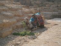 Kamel &ndash; &copy; Vicky Kern (Eberhardt TRAVEL)