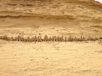 Echte Walknochen &ndash; &copy; Vicky Kern (Eberhardt TRAVEL)