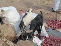Harar_Markt &ndash; &copy; Britt Reuter-Bracklow (Eberhardt TRAVEL)