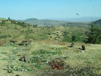Fahrt von Harar zum Awash NP &ndash; &copy; Britt Reuter-Bracklow (Eberhardt TRAVEL)