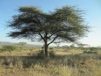 Awash NP &ndash; &copy; Britt Reuter-Bracklow (Eberhardt TRAVEL)