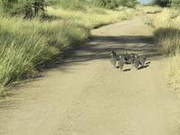 Awash NP &ndash; &copy; Britt Reuter-Bracklow (Eberhardt TRAVEL)