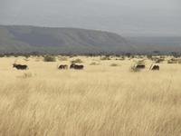 Awash NP &ndash; &copy; Britt Reuter-Bracklow (Eberhardt TRAVEL)