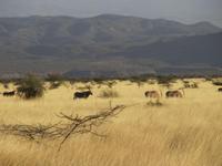 Awash NP &ndash; &copy; Britt Reuter-Bracklow (Eberhardt TRAVEL)