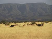 Awash NP &ndash; &copy; Britt Reuter-Bracklow (Eberhardt TRAVEL)