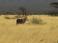 Awash NP &ndash; &copy; Britt Reuter-Bracklow (Eberhardt TRAVEL)