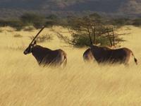 Awash NP &ndash; &copy; Britt Reuter-Bracklow (Eberhardt TRAVEL)