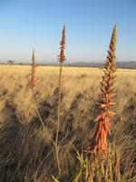 Awash NP &ndash; &copy; Britt Reuter-Bracklow (Eberhardt TRAVEL)