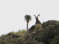 endlich: einäthiopischer Steinbock im Simien &ndash; &copy; Jürgen Schmeißer (Eberhardt TRAVEL)