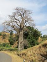 Baobab &ndash; &copy; Jürgen Schmeißer (Eberhardt TRAVEL)