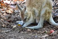 Australien Impressionen &ndash; &copy; Ngoc Anh Nguyen (Eberhardt TRAVEL)