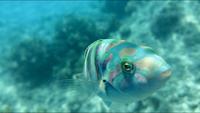 Australien - Great Barrier Reef &ndash; &copy; Ngoc Anh Nguyen (Eberhardt TRAVEL)