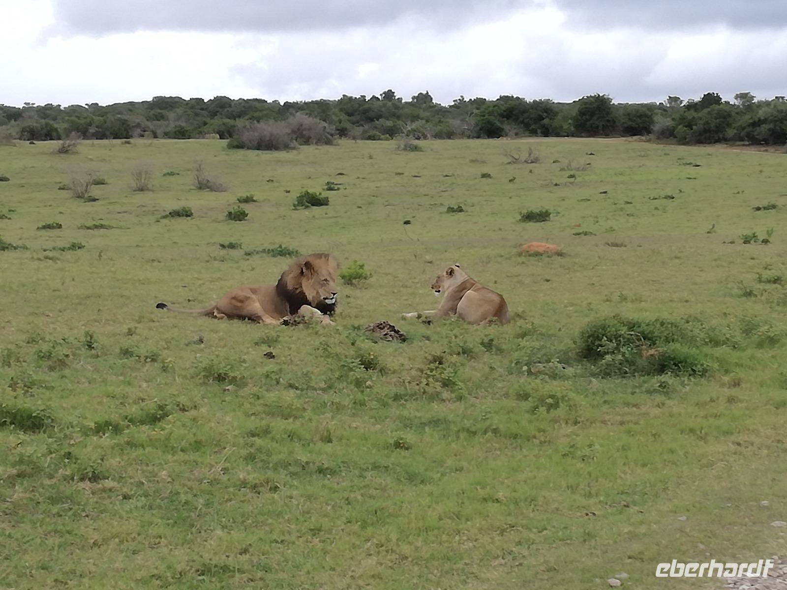 Kariega Nationalpark &ndash; &copy; Philip Seidel (Eberhardt TRAVEL)