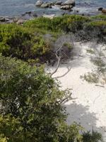 Boulders Beach &ndash; &copy; Philip Seidel (Eberhardt TRAVEL)