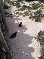 Boulders Beach &ndash; &copy; Philip Seidel (Eberhardt TRAVEL)