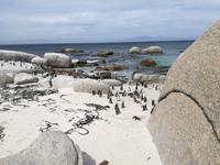 Boulders Beach &ndash; &copy; Philip Seidel (Eberhardt TRAVEL)