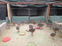 Strausenfarm &ndash; &copy; Philip Seidel (Eberhardt TRAVEL)